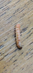 Pterygota