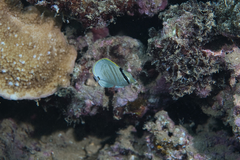 Chaetodon multicinctus