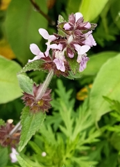 Stachys melissifolia
