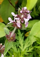 Stachys melissifolia