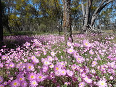 Rhodanthe manglesii