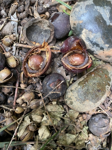 Dypsis ankaizinensis image