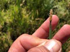 Eleocharis plana