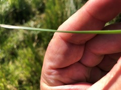 Eleocharis plana
