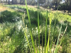 Eleocharis plana