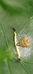 Phrynarachne ceylonica