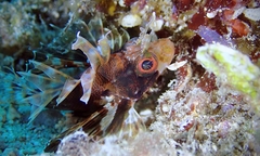 Dendrochirus barberi