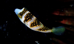 Canthigaster coronata