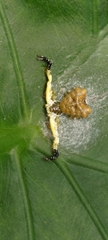 Phrynarachne ceylonica