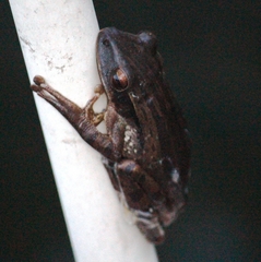 Polypedates leucomystax