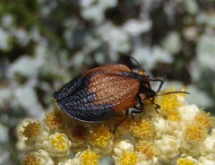 Lycus palliatus