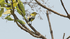 Aegithina nigrolutea