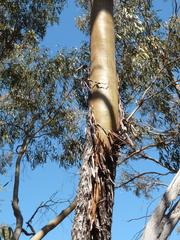 Eucalyptus loxophleba