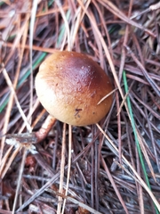 Pholiota multicingulata