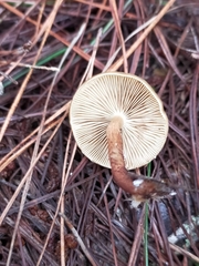 Pholiota multicingulata