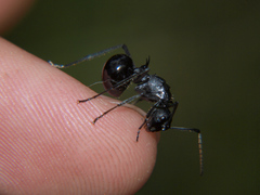 Polyrhachis gagates