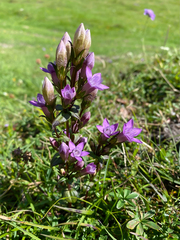 Gentianella germanica
