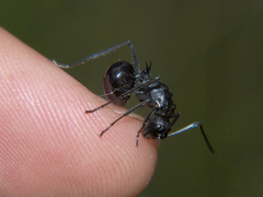 Polyrhachis gagates
