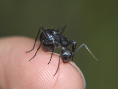 Polyrhachis gagates