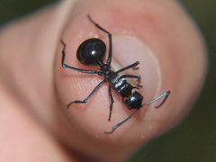 Polyrhachis gagates