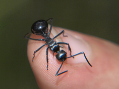 Polyrhachis gagates
