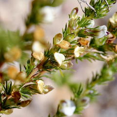 Aspalathus hispida hispida