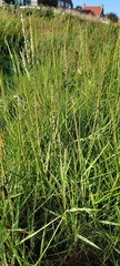 Sporobolus anglicus