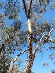 Eucalyptus loxophleba