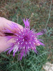Centaurea scabiosa scabiosa