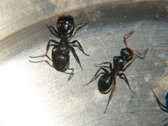 Camponotus olivieri