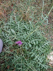 Centaurea scabiosa scabiosa