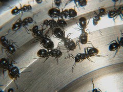 Camponotus olivieri