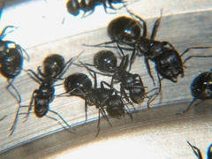 Camponotus olivieri