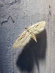 Parapoynx fluctuosalis