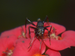 Camponotus sericeus