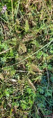 Pedicularis sylvatica