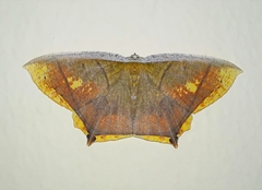 Thinopteryx nebulosa