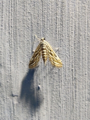 Parapoynx fluctuosalis