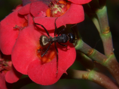 Camponotus sericeus