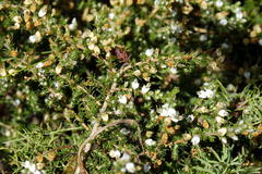 Aspalathus hispida hispida