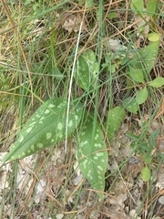 Pulmonaria officinalis