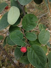 Cotoneaster tomentosus