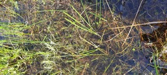Helosciadium inundatum
