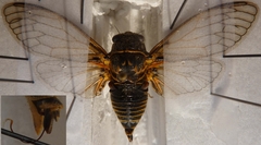 Tibicina corsica fairmairei