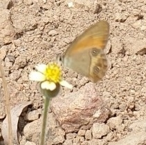 Hypocysta irius