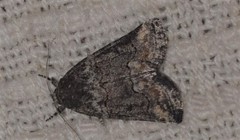 Bryophilinae