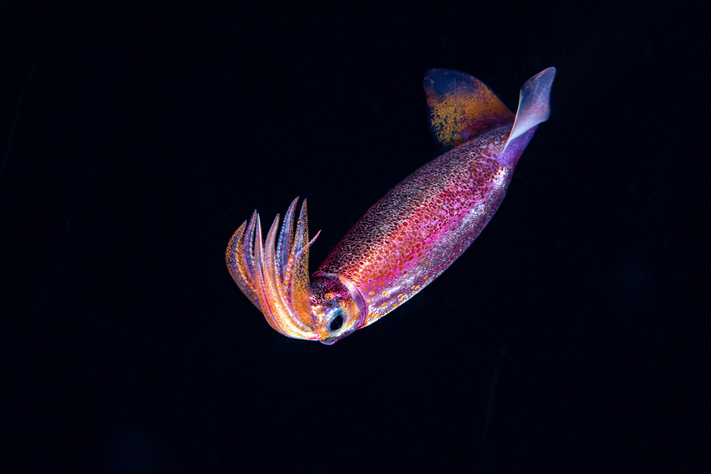 Purpleback Squid