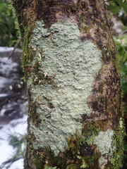 Coccotrema cucurbitula