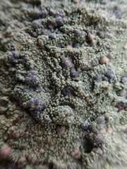 Coccotrema cucurbitula