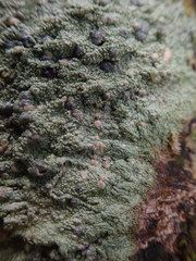 Coccotrema cucurbitula